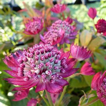 Astrantia major Star of Treasure