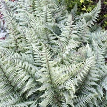 Athyrium niponicum var. pictum Ghost - Felce