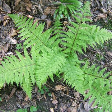 Athyrium filix-femina Cruciatum Group - Felce femmina
