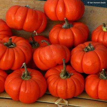 Melanzana rossa Gilo