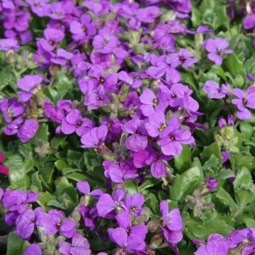 Aubrieta Hamburger Stadtpark - Aubrezia