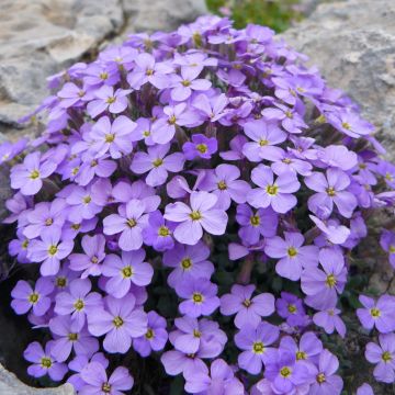 Aubrieta Novalis Blue - Aubrezia
