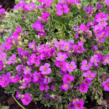 Aubrieta Swan Red - Aubrezia