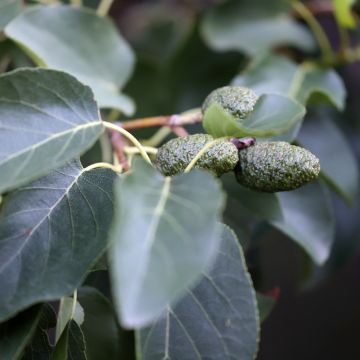 Alnus cordata - Ontano napoletano