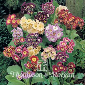 Primula auricula Douglas Prize Mix - Primula orecchia d'orso