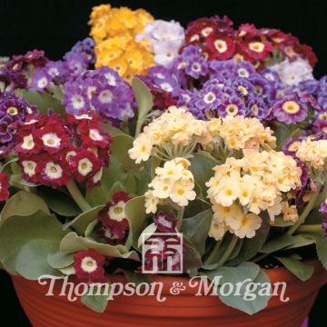 Primula auricula Viennese Waltz - Primula orecchia d'orso