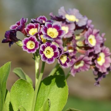 Primula pubescens