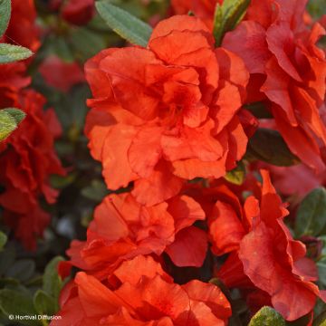Azalea giapponese REPETITA Coral
