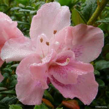 Azalea Clotilde