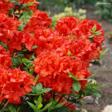 Azalea mollis de Chine Gibraltar