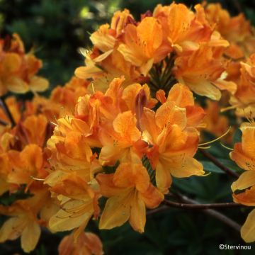 Azalea mollis Hortulanus H Witte