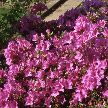 Azalea Beethoven