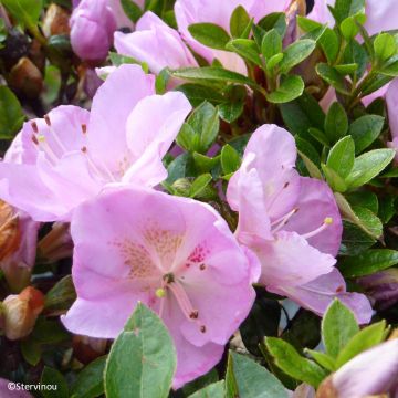 Azalea japonica Blue Moon