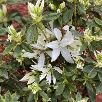 Azalea Koromo shikibu White