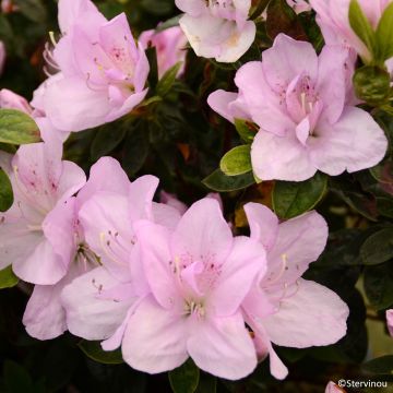 Azalea japonica Rêve de Lilas