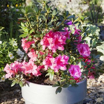 Azalea ENCORE Carnival