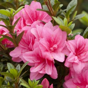 Azalea japonica ENCORE Empress