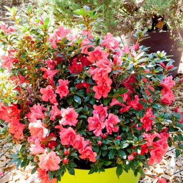 Azalea japonica ENCORE Princess