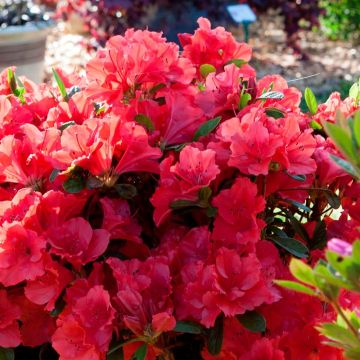 Azalea ENCORE Ruby