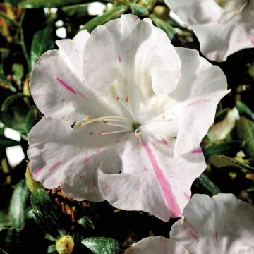 Azalea japonica ENCORE Starlite