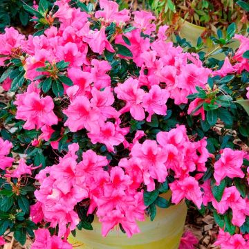 Azalea japonica ENCORE Sundance