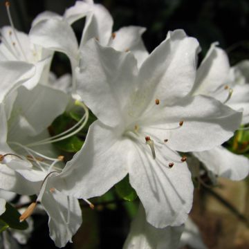 Azalea obtusum Palestrina