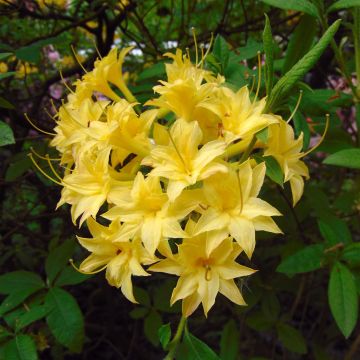 Azalea luteum Narcissiflora - Azalea gialla