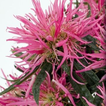 Azalea japonica Star Style Pink