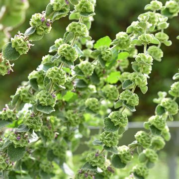 Ballota pseudodictamnus