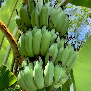 Bananier - Musa sikkimensis Helen's Hybride