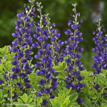 Baptisia Decadence Sparkling Sapphires - Indaco falso