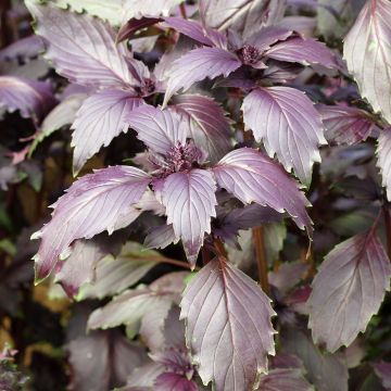 Basilico Spice Boys Ararat