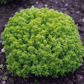 Basilico Fine verde Bio