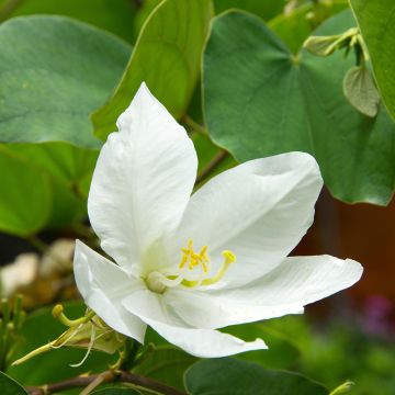 Bauhinia acuminata - Albero delle orchidee