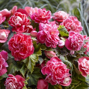 Begonia Camelia