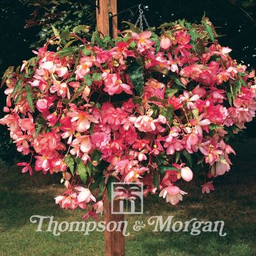 Begonia Chanson Pink and White Bicolor