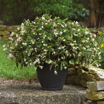 Begonia Dragon Wing White