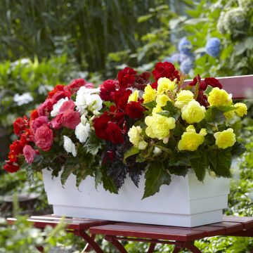 Begonia multiflora Maxima mix sei colori
