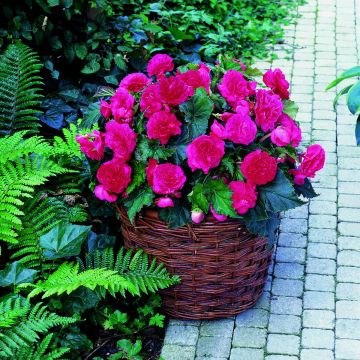 Begonia Multiflora Maxima pink