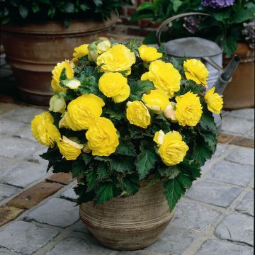 Begonia Non Stop Yellow
