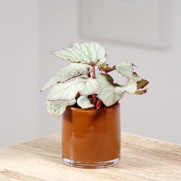 Begonia Rex Pink Pop