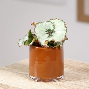 Begonia Rex Escargot