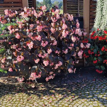 Begonia Stonehedge Light Pink Bronze Leaf