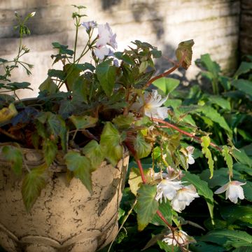 Begonia pendula White