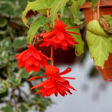 Begonia pendula Orange