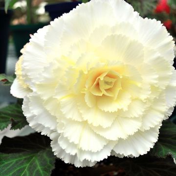 Begonia multiflora Fimbriata White