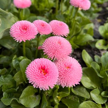 Bellis perennis Bellastar Compact Rose - Pratolina comune