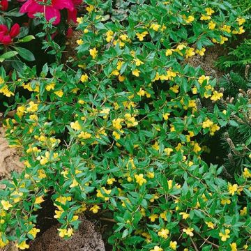 Berberis Chenaultii - Crespino