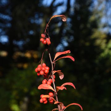 Berberis koreana - Crespino
