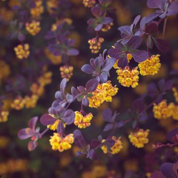 Berberis ottawensis Auricoma - Crespino